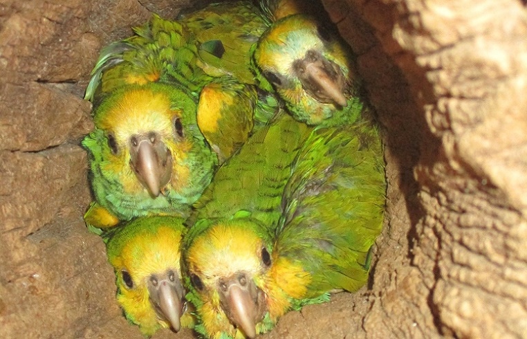 140 pichones de cotorra margariteña alzaron vuelo este año