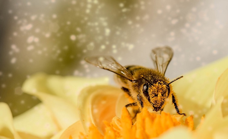 Ayudar a las abejas con techos verdes