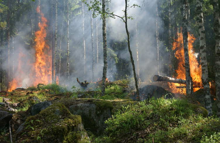 Combatir incendios forestales con un gel