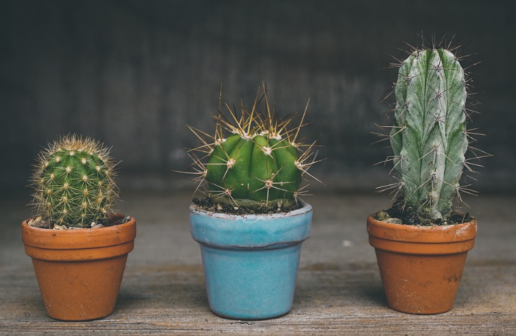 El cactus que puede hacer plástico biodegradable