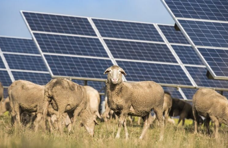 Ovejas ayudan con la energía solar